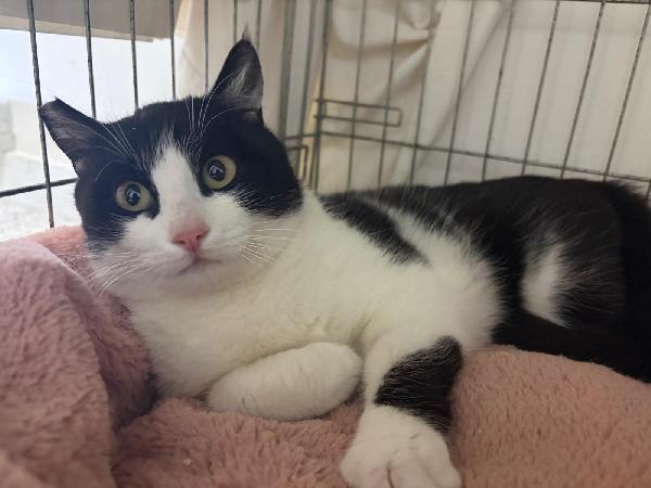 Sissi, Micina Super Coccolona